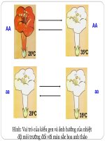sinh học 12 bài 13. ảnh hưởng của môi trường lên sự biểu hiện của gen