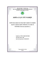 khóa luận bước đầu khảo sát mật độ vi khuẩn cố định đạm và hàm lượng tinh dầu của rễ cỏ vetiver (vetiverria zizanioides l