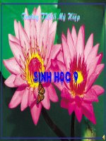 thuyết trình sinh học - tác động của con người đối với môi trường (7)