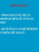 thuyết trình sinh học - mối quan hệ giữa gen và tính trạng (4)