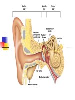 Slide bài giảng nội soi tai mũi họng