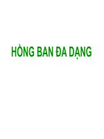 Slide bài giảng hồng ban đa dạng