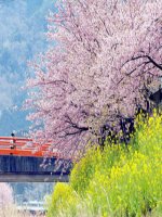 thuyết trình lịch sử - chiến tranh thế giới thứ nhất (1914 - 1918) (3)