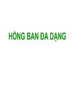 Bài giảng hồng ban đa dạng