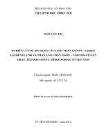 nghiên cứu sự đa dạng các loài thằn lằn đá – gekko laurenti, 1768