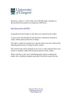 the role of wasp family members in dictyostelium discoideum cell migration