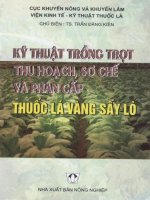 kỹ thuật trộng trọt thu hoạch sơ chế và phân cấp thuốc lá vàng sấy lò
