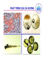 Tài liệu nghiên cứu sự phát triển mô và phôi của cá xương