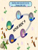 giáo án bồi dưỡng thao giảng, thi giáo viên giỏi môn sinh học lớp 9 tiết 38 ưu thế lai (16)