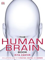 the human brain book