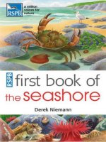 first book of seashore