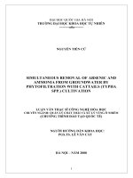 simultaneous removal of arsenic and ammonia from groundwater by phytofiltration with cattails (typha spp.) cultivation tt
