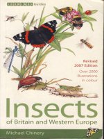 insects of britain and western europe