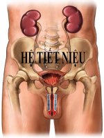 bài giảng hệ tiết niệu