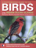 birds of the indian ocean islands