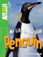 my life in the wild penguin