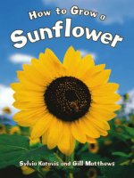 how to grow a sunflower