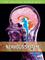 the amazing human body nervous system