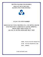 Khảo sát sự tăng trưởng của cây húng chanh (plectranthus amboinicus (lour.) spreng.) trong điều kiện nuôi cấy quang tự dưỡng bơm khí trực tiếp