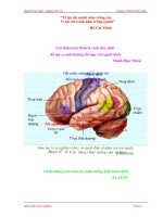 Sử dụng mô hình hiển thị các vùng chức năng của vỏ não trong bài 47 sinh học lớp 8