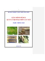GIÁO TRÌNH mô ĐUN QUẢN lý DỊCH hại TRÊN cây NGÔ NGHỀ TRỒNG NGÔ