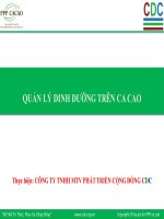 Quản lý dinh dưỡng trên ca cao