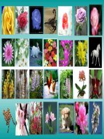 HÁI HOA HỌC TẬP MÔN TOÁN