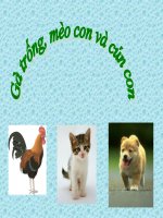 cac con vat song trong gia dinh