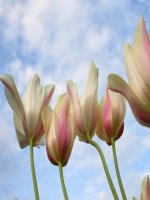 gui cac thay co giao an toi soan rat can than va deu la cac tiet day thanh cong