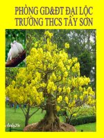 sinh học 9 bài ảnh hưởng của ánh sáng lên đời sống sinh vật- giáo án lớp 9 tham khảo thao giảng, thi giáo viên dạy giỏi (4)