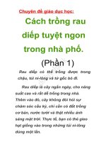 Chuyên đề giáo dục học: Cách trồng rau diếp tuyệt ngon trong nhà phố  (phần 1)