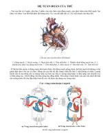 Hệ tuần hoàn của người và thú
