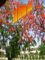 Unit 13 Festival Language Focus