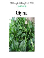 TNXH LỚP 1- CÂY RAU