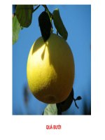 bai tho: qua