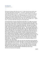 Củ khoai luif (Huỳnh Văn Tiến)