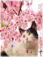 kim loại kiềm thổ.exe