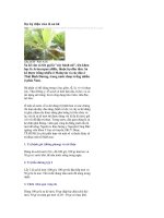 SỰ KỲ DIỆU CỦA LÁ SA KÊ