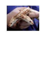 Bảy động vật 2 đầu độc đáo