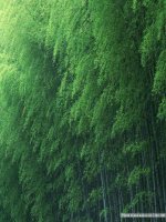 Van ban: Cay tre Viet nam