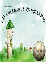 bài 42, cây một lá mầm và cây hai lá mầm