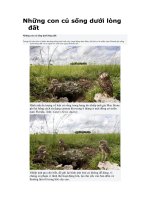 NHỮNG CON CÚ SỐNG DƯỚI LÒNG ĐẤT