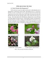 Tổng quan RAU MÁ NGỌ  Vị thuốc quý cho người bệnh trĩ