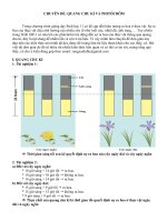 Quang chu kì và phitocrôm