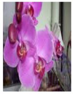 Bai lao sao ngu van 6