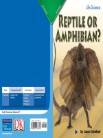 reptile or amphibian