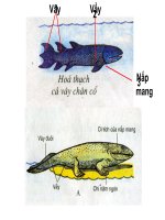 cay phat sinh gioi dong vat