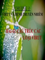 bài 43 cấu trúc các loại virut
