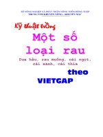 kỹ thuật trồng một số loại rau