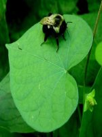 bài 15 tiêu hóa ở động vật